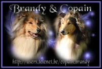 Copain et Brandy.
